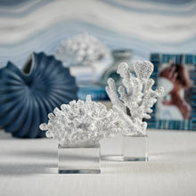 Cargar imagen en el visor de la galería, White Coral on Acrylic Base
